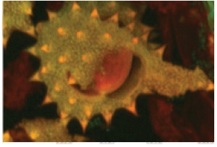 Пыльца маргаритки, изображение до доконволюции