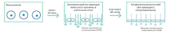   EVOM3 TEER Measurement