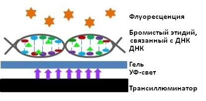 Бромистый этидий, связанный с ДНК
