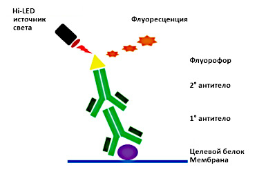 Прямое обнаружение первичных и вторичных антител