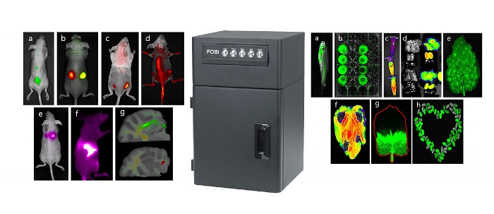 FOBI — доступная система визуализации in vivo